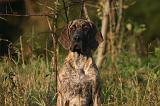 DOGUE ALLEMAND 911